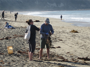 pelican california surfrider beach cleanup