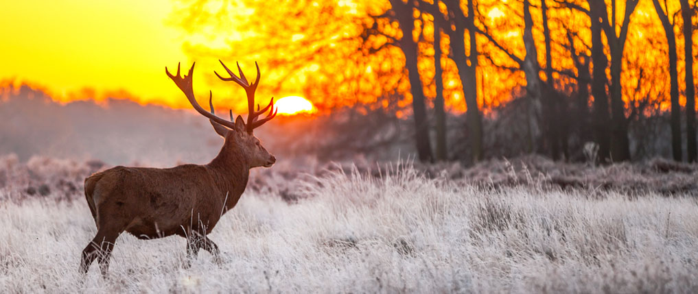 Header Image